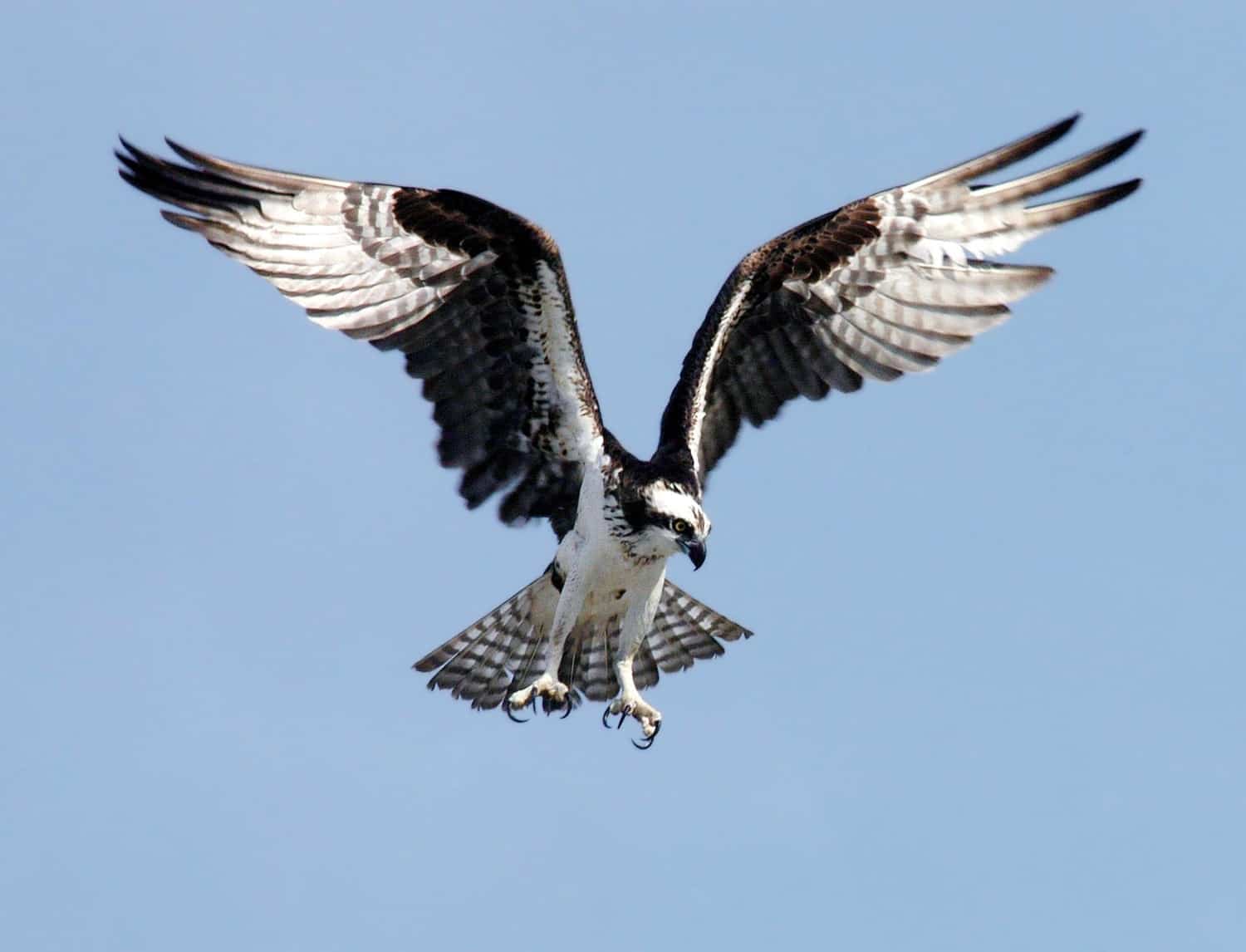 L’aigle Animal Totem