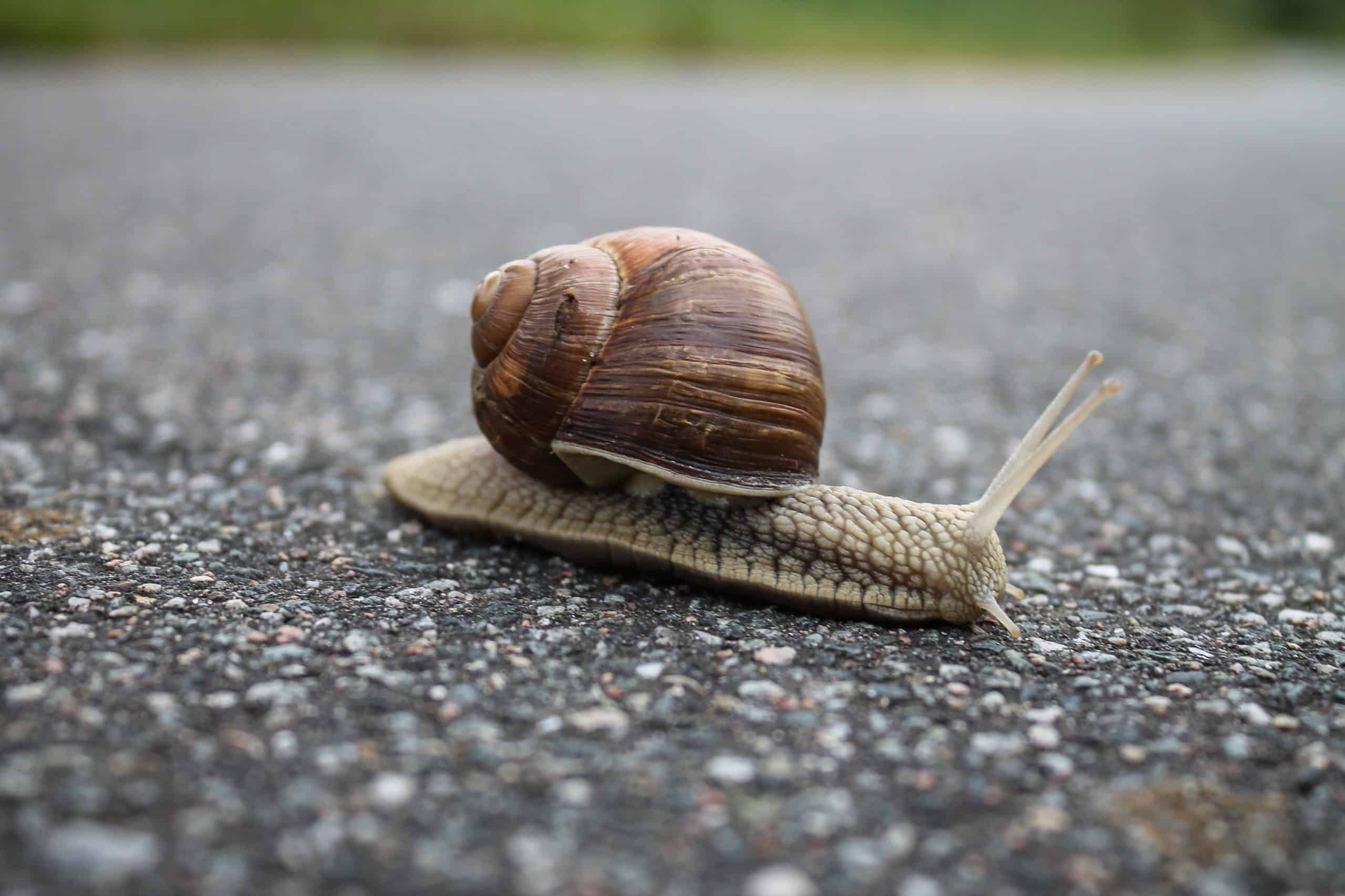 L’escargot Animal Totem