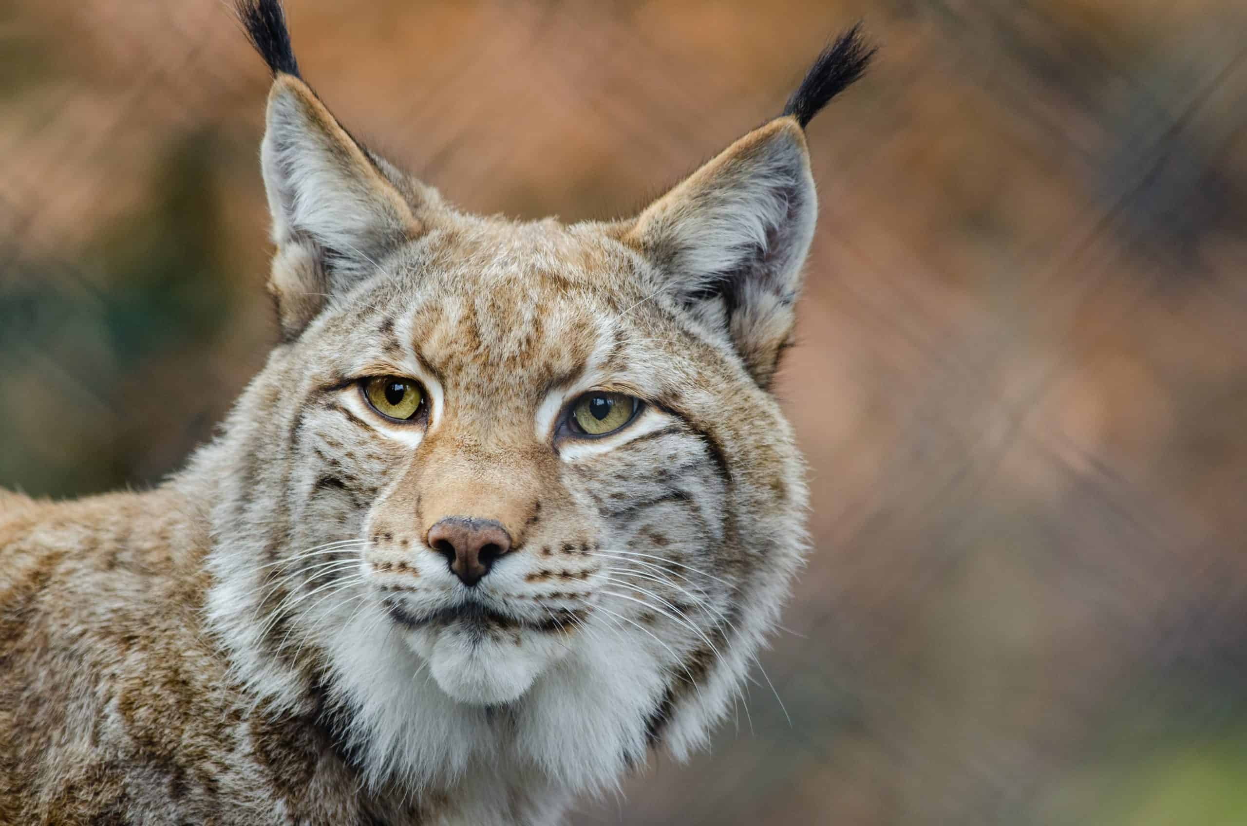 🐱 Le lynx comme Animal Totem Symbole et Signification