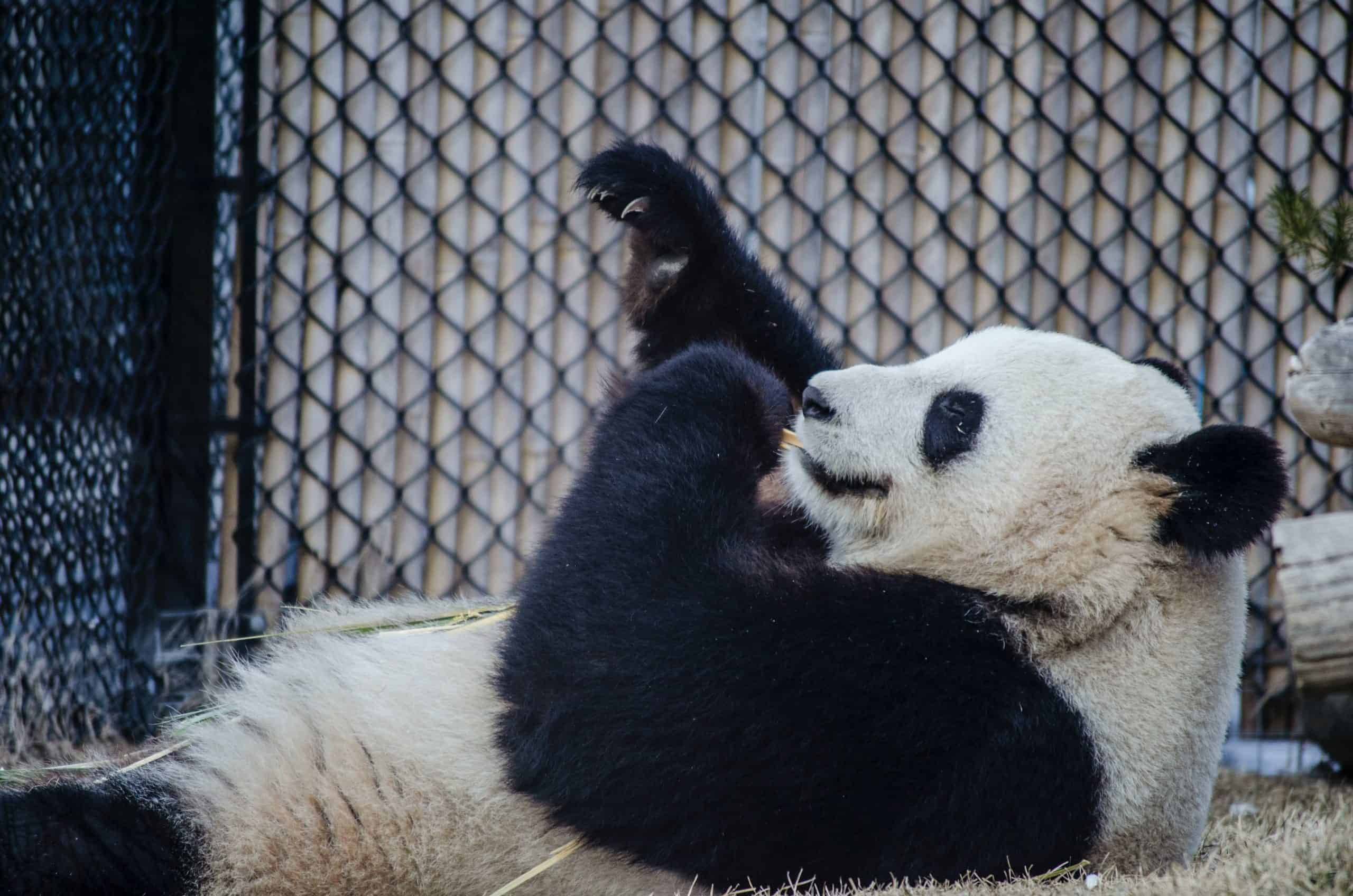 Panda-Animal-Totem