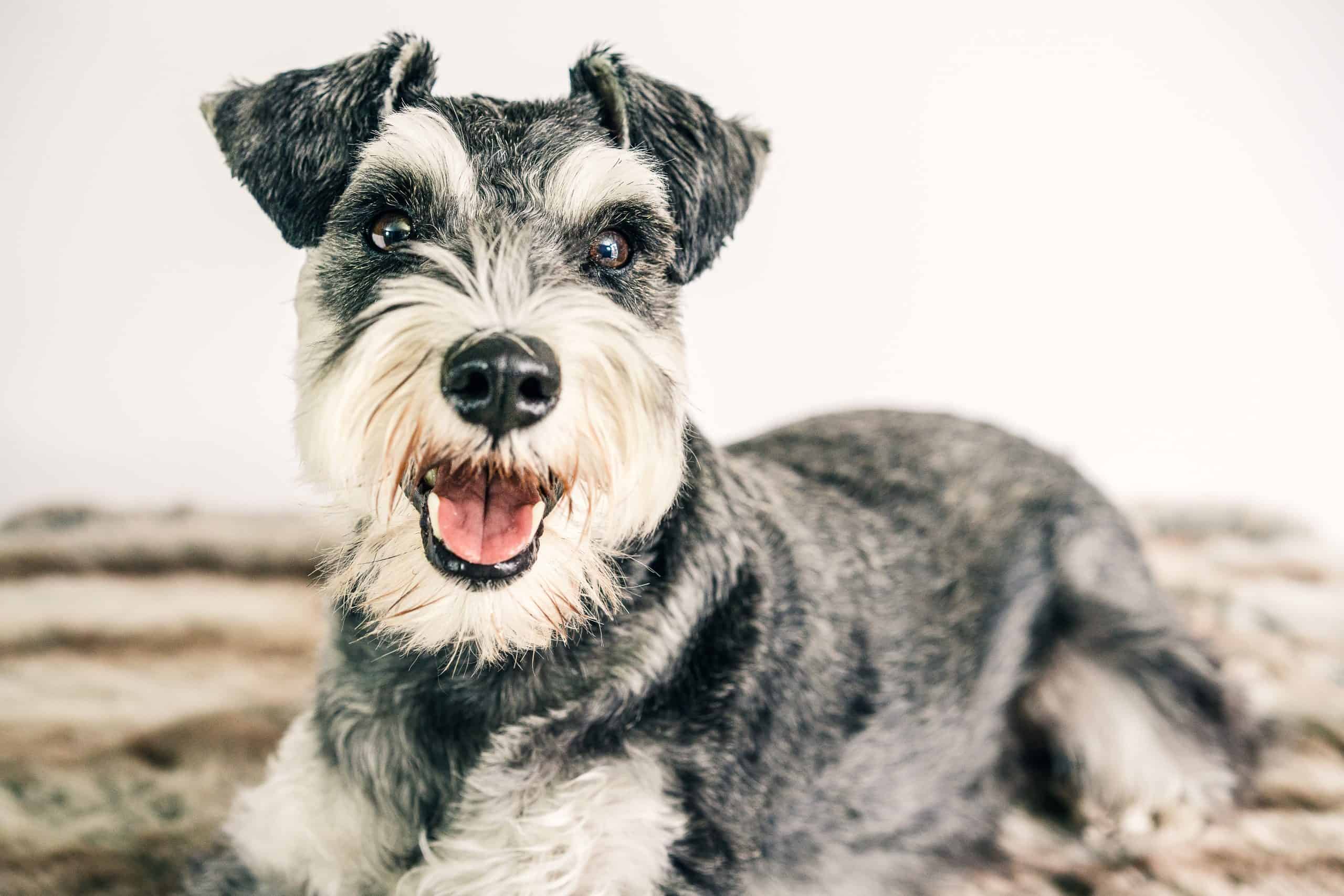 Schnauzer Nain Animal Totem