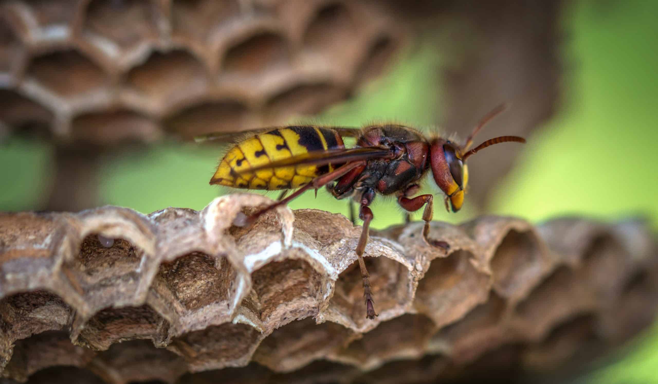 Guêpe Animal Totem