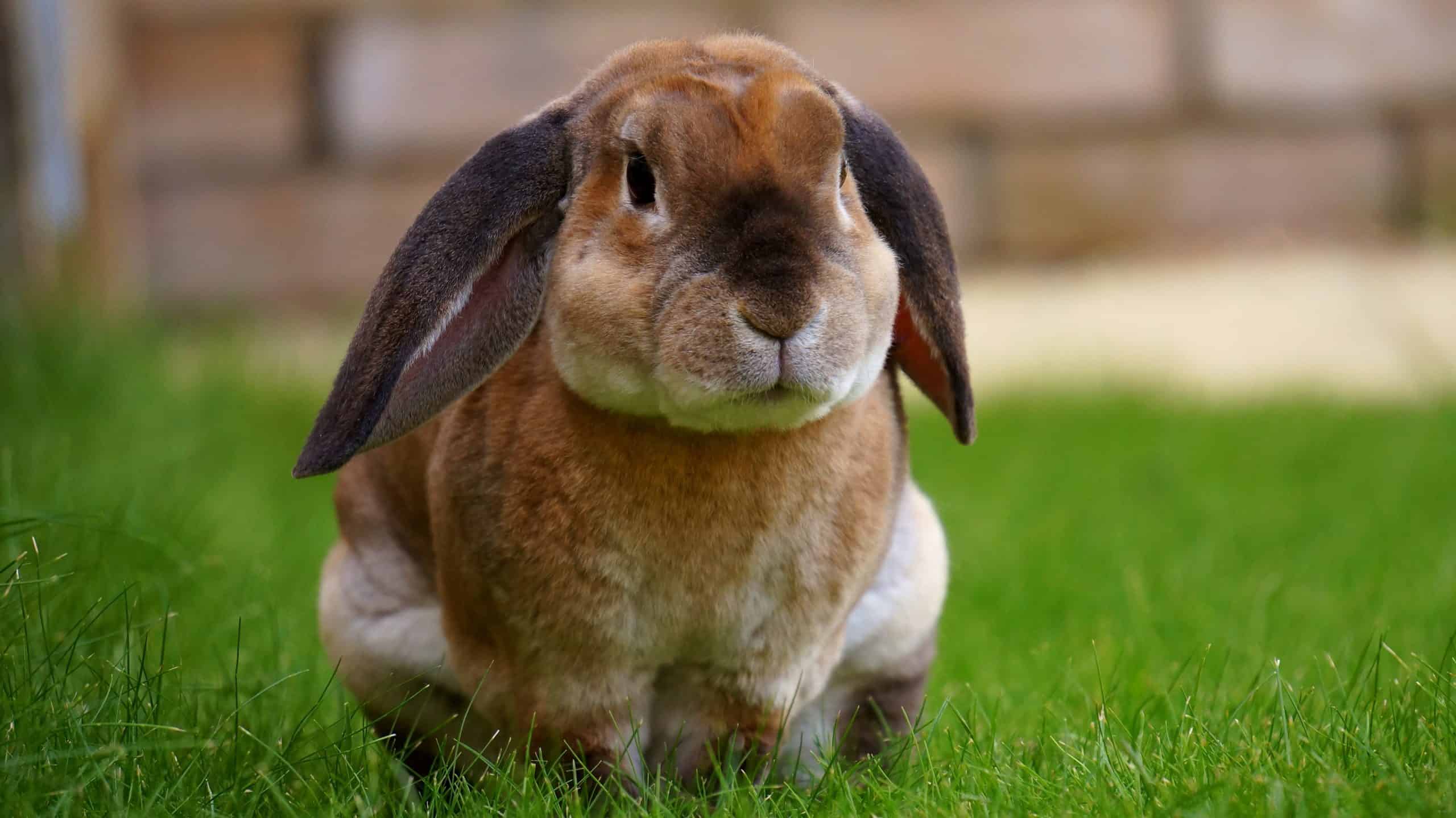 Le Lapin Comme Animal Totem Symbole Et Signification