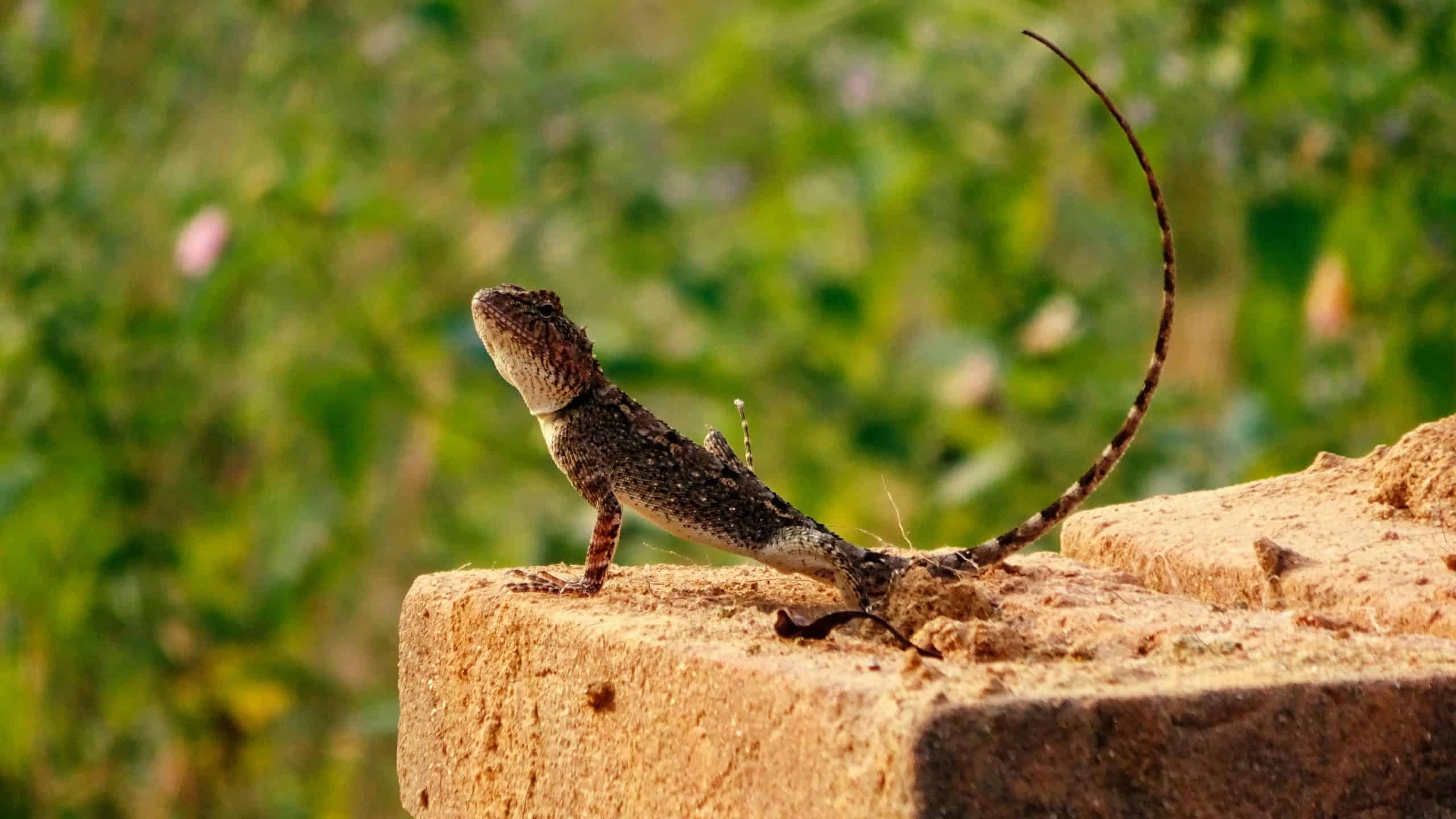 Le Lezard Comme Animal Totem Symbole Et Signification