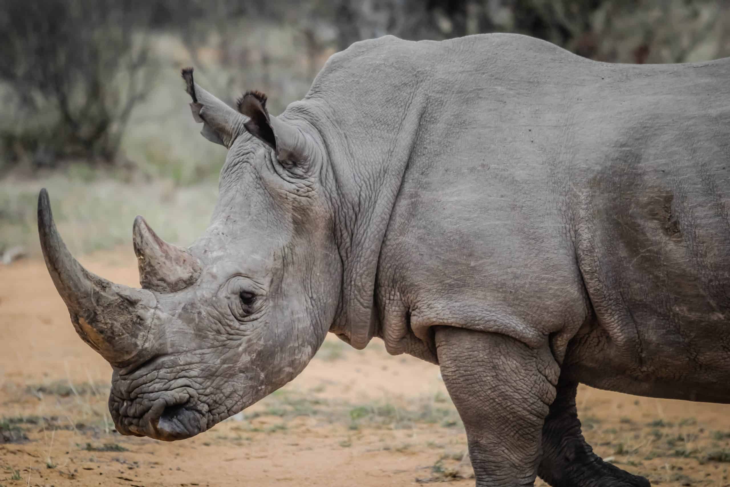 Rhinocéros Animal Totem